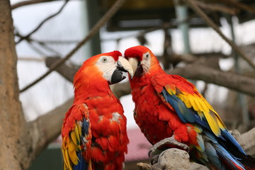 コンゴウインコ