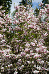 magnolia tree