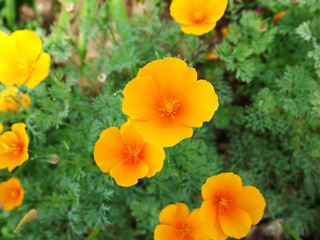 flower, flowers, pink, nature, orange, color, green, macro