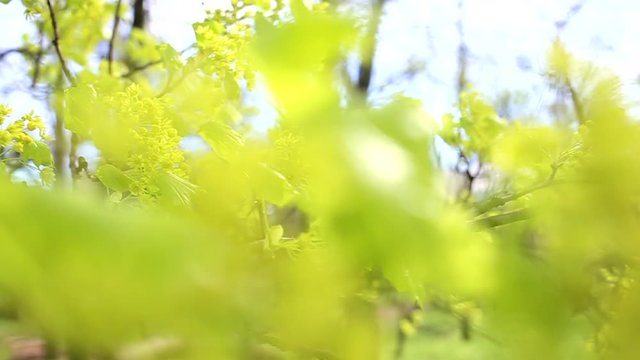 Beautiful spring nature background. Green fresh leaves on tree branches in morning sunlight. Hd video footage.
