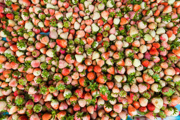 Organic strawberries from freshly harvested for sell