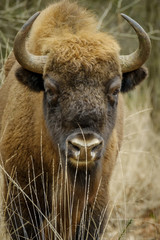 wisent standing in the forest of the natural park, Maashorst