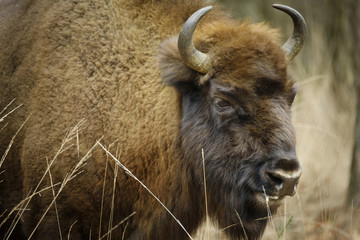 wisent standing in the forest of the natural park, Maashorst
