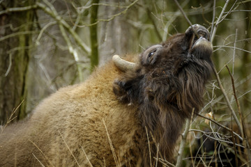 Obraz premium wisent standing in the forest of the natural park, Maashorst