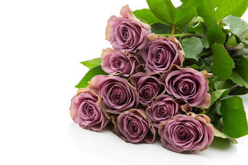 Beautiful tea rose flowers