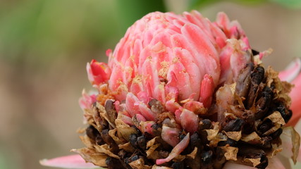 Closeup of torch ginger flower, also know as ginger flower, red ginger lily, torch lily, wild ginger, a popular decoration in South East Asia