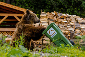 Brown Bear (Ursus arctos)