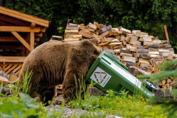 Brown Bear (Ursus arctos)