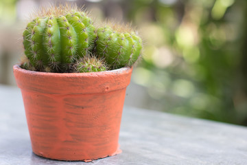 Various cactus plants;Green Cactus closeup. Green San Pedro Cactus, thorny fast gro