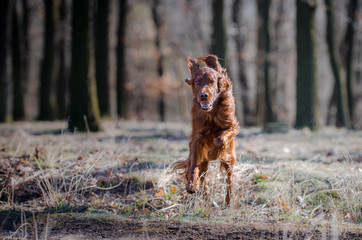 Irish setter hound dog in winter forrest