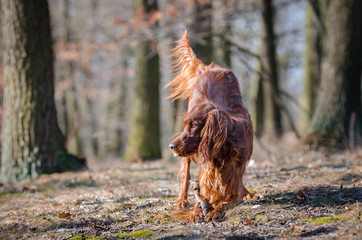 Irish setter hound dog in winter forrest
