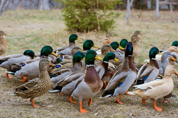 Many ducks  in outside 
