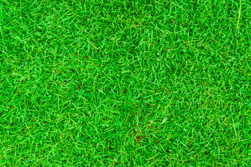 Green grass field natural texture