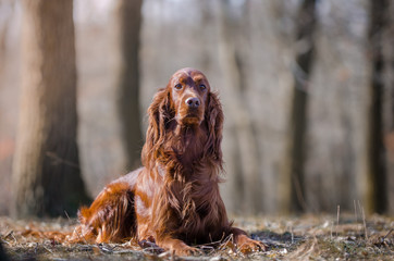 Irish setter hound dog in winter forrest