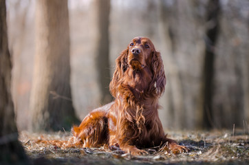 Irish setter hound dog in winter forrest