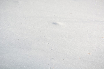 The winter forest on snow. The wood in the winter in Russia, Siberia.