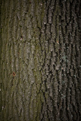 Old tree bark cracked texture background