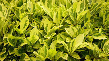 Green leaves for graphic background