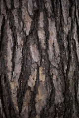 Old tree bark cracked texture background