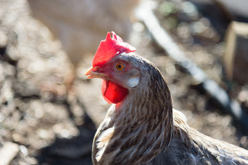 white hen close up