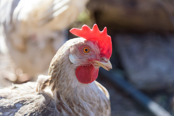 white hen close up