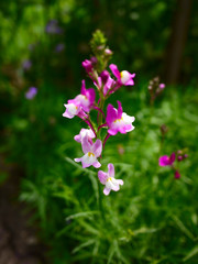 Obraz premium flower, nature, flowers, spring, plant