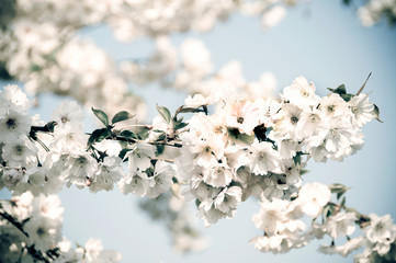 spring tree - apple and cherry - in bloom, apple flower, cherry flower