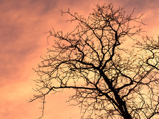 Silhouette tree at sunset with orange sky in background.