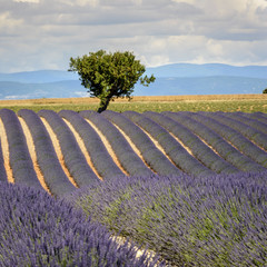 Obraz na płótnie Canvas Árbol solitario en un bello paisaje de campos de lavanda en floración