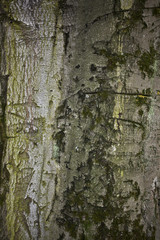 Old bark tree texture close up