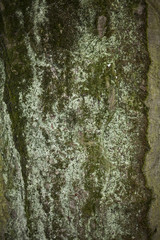 Fototapeta premium Old bark tree texture close up