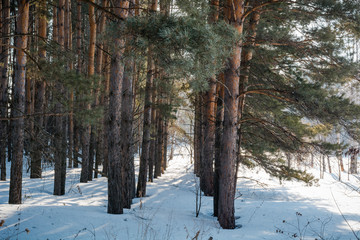 The winter forest on snow. The wood in the winter in Russia, Siberia.