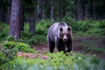 Fototapeta premium Brown Bear (Ursus arctos)