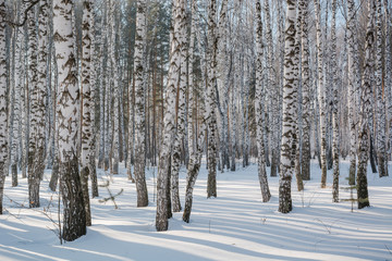 The winter forest on snow. The wood in the winter in Russia, Siberia.