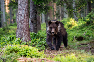 Brown Bear (Ursus arctos)