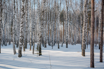 Fototapeta premium The winter forest on snow. The wood in the winter in Russia, Siberia.