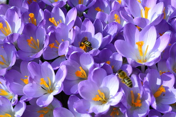 Bienen sammeln fleißig die erste Nahrung in den lila Krokusblüten.