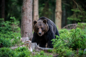 Naklejka na ściany i meble Brown Bear (Ursus arctos)