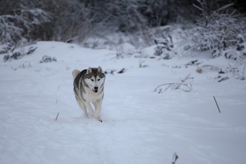 Husky walk in snow