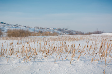 Scirpus in the winter under snow. Russia in the winter during cold a cane. © Sergey_Siberia88