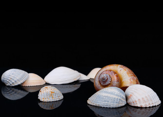 seashells on glossy surface and black background