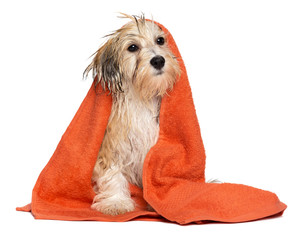 Cute bathed havanese puppy dog wrapped in an orange towel - obrazy, fototapety, plakaty