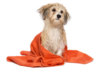 Cute bathed havanese puppy dog wrapped in an orange towel