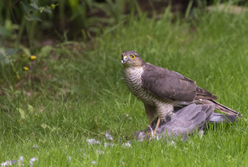 Sparrow Hawk devouring a freshly killed pigeon