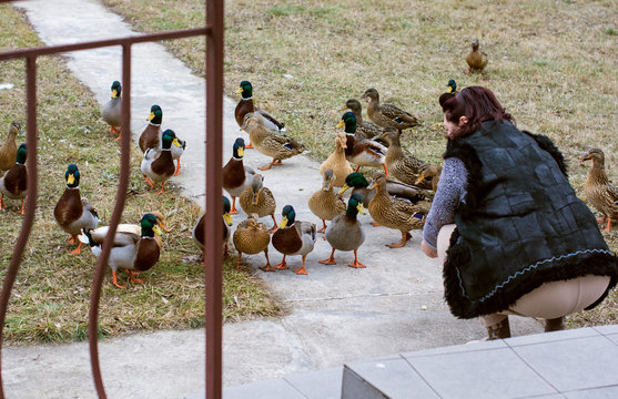 Woman feeding ducks in outside 