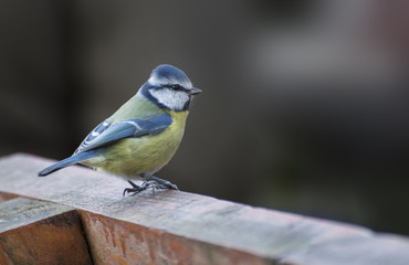 Blue tit bird perched on a wooden bench looking to the right