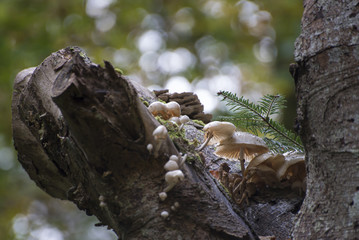 White mushrooms growing in the fork of a dead tree with bokeh