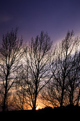 Fototapeta na wymiar Tree when twilight and sunset