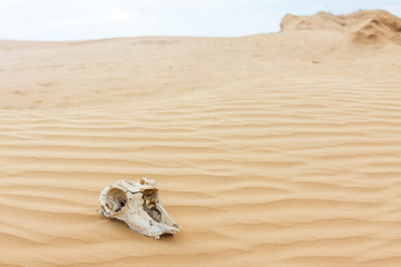 Animal scull in sand desert