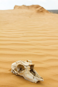 Animal Scull In Sand Desert